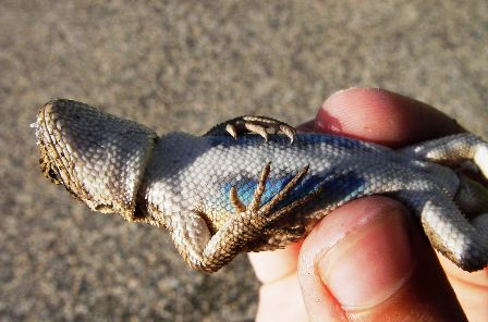 Belly of a male Southern sagebrush lizard